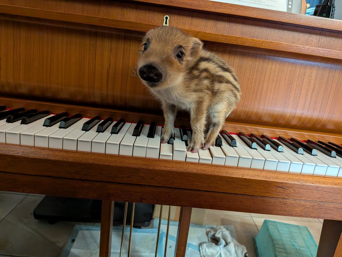 ｱｷﾔﾏﾋﾃﾞｷ『ボクらはみんな生きてゆく！』発売中！ tweet media