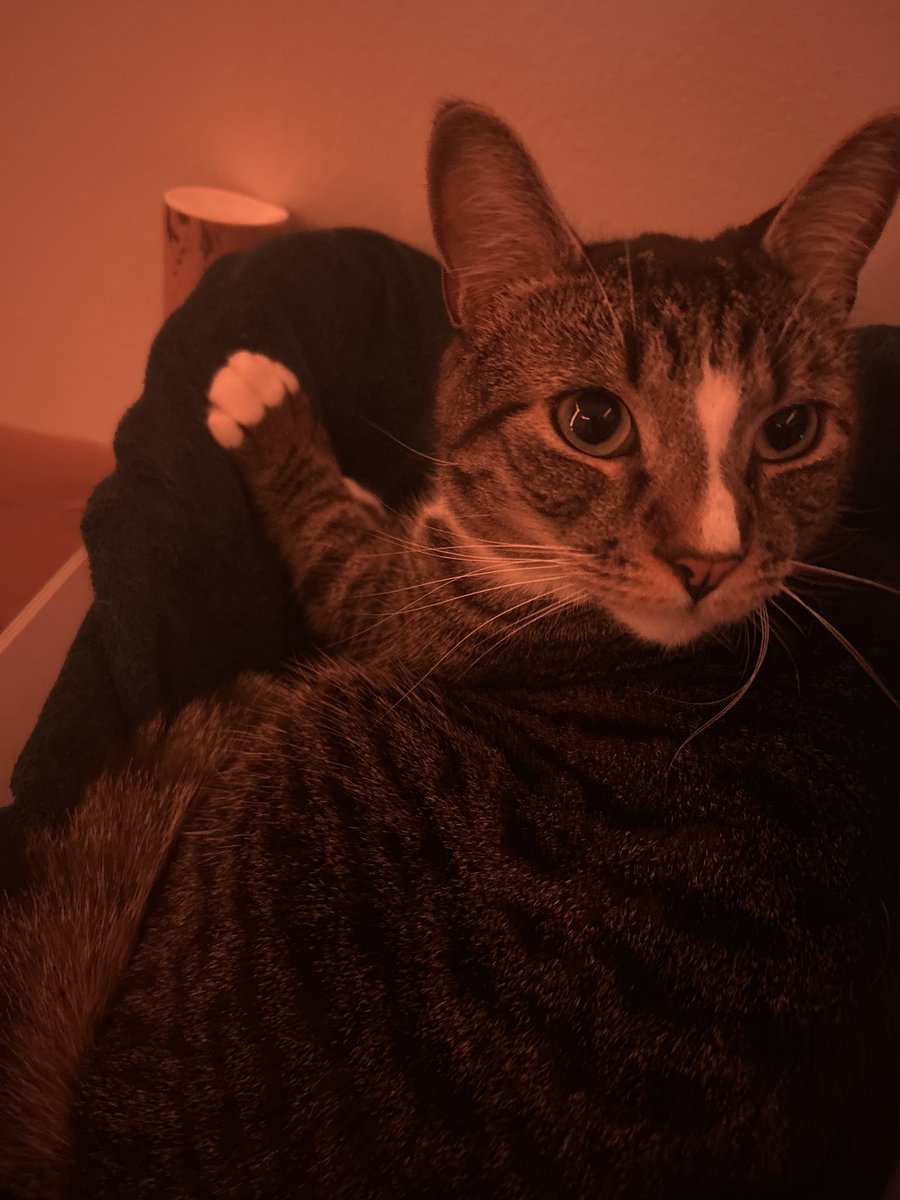 BruceDaWorst tweet media