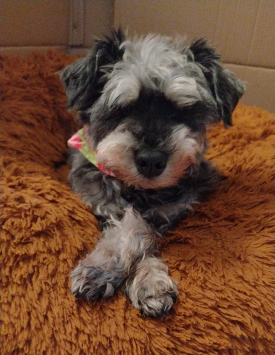 𝙷𝚎𝚕𝚊 𝙼𝚘𝚛𝚎 🐶 tweet media