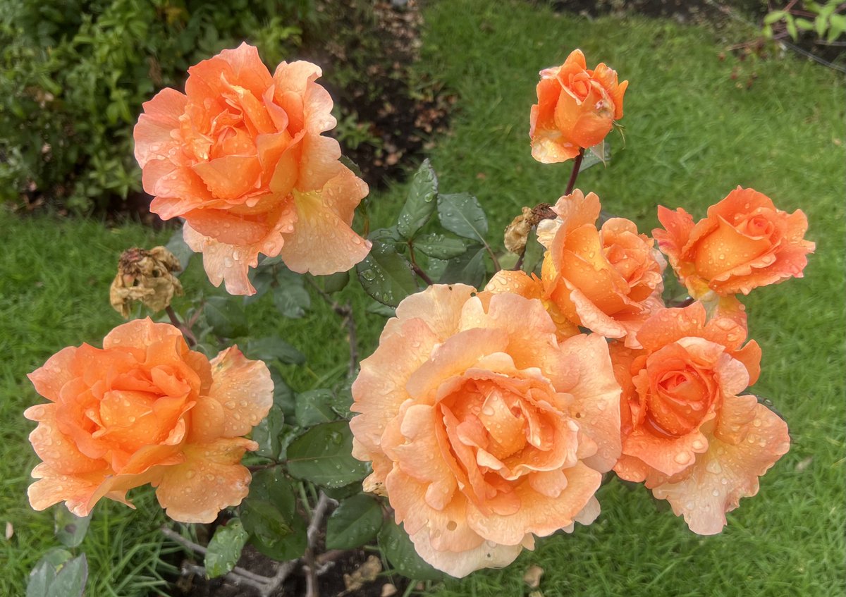 Lorena Hurtado tweet media