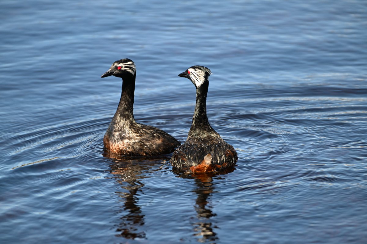 kelper60's tweet photo. White-tufted grebes #birds #grebes #westfalklands #BirdTwitter #birdphotography #chartres https://t.co/xcQrYUCFMs