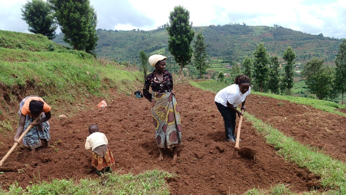 On March 12, 2026, farmers at Bwambi site in Rubaya Sector, <a href="/GicumbiDistrict/">Gicumbi District</a> began Season 2026B by planting beans. They received guidance on line planting, spacing, and using fertilizer with manure to improve productivity.