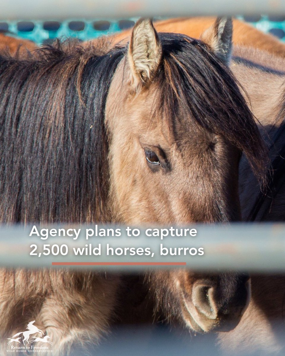 Return to Freedom tweet media