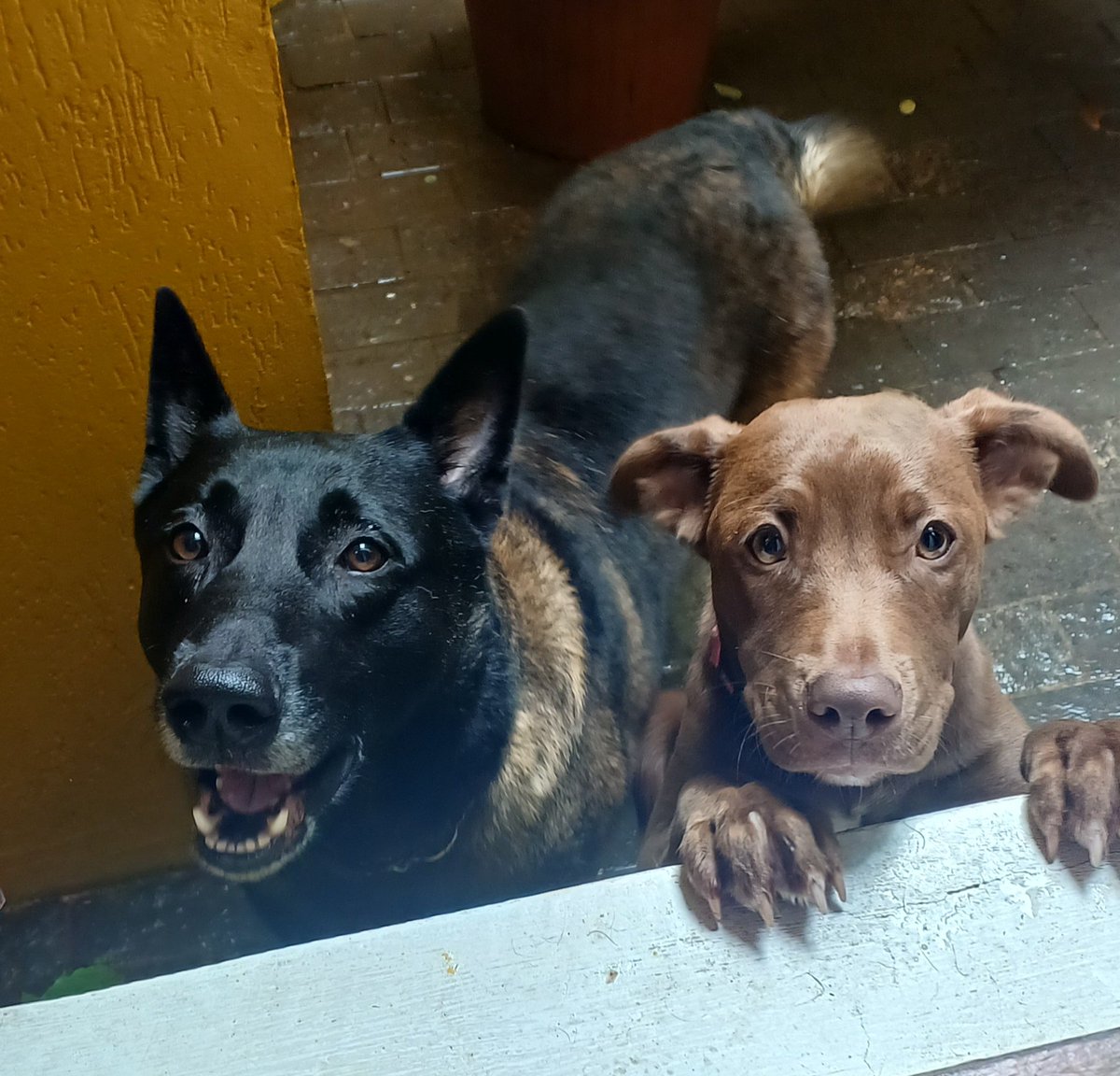 Elisabete Pacheco tweet media