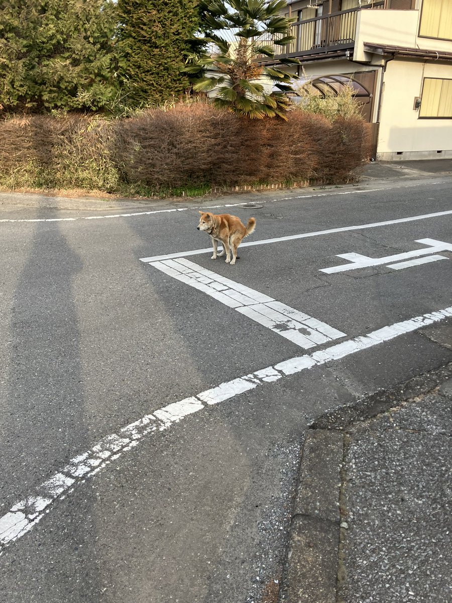 朝から迷い犬追っかけまわしましたが断念
あとは警察に任せました
サンスカイアパート周辺です

#伊勢崎　#迷い犬　#今泉町