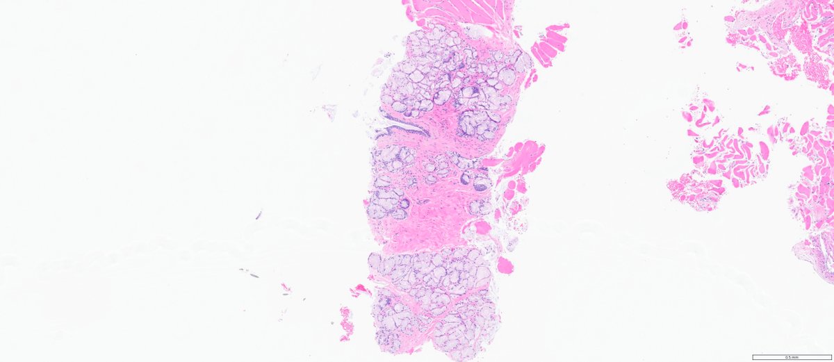 Ankur Sangoi tweet media