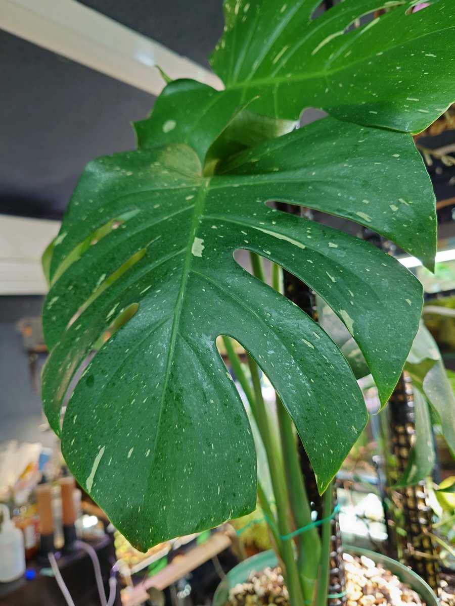 memoria_aqua@福岡 tweet media