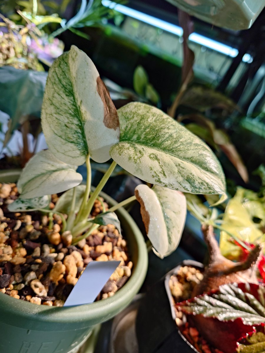 memoria_aqua@福岡 tweet media