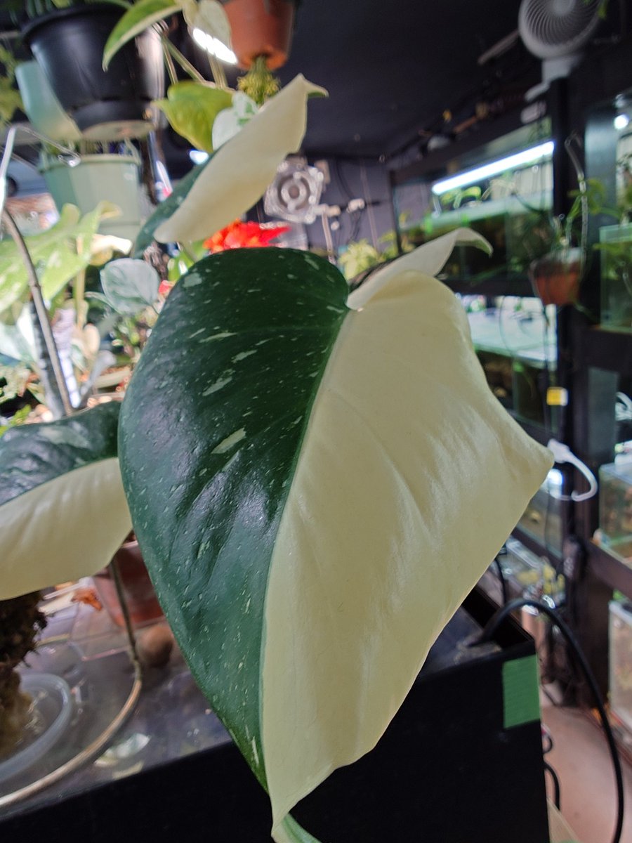 memoria_aqua@福岡 tweet media