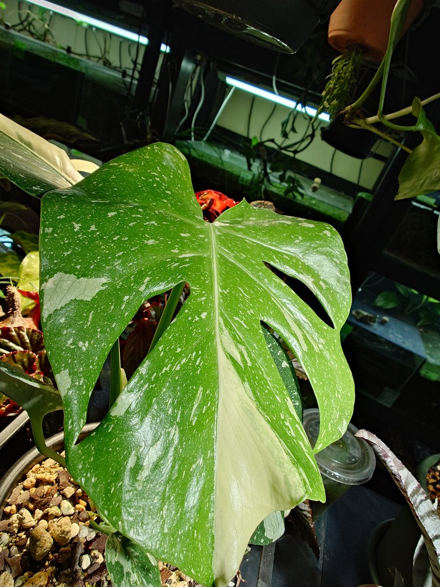 memoria_aqua@福岡 tweet media