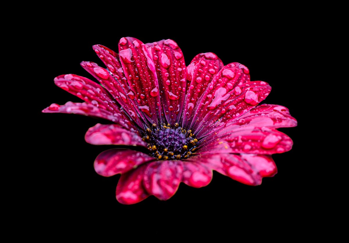 JoeZImages tweet media