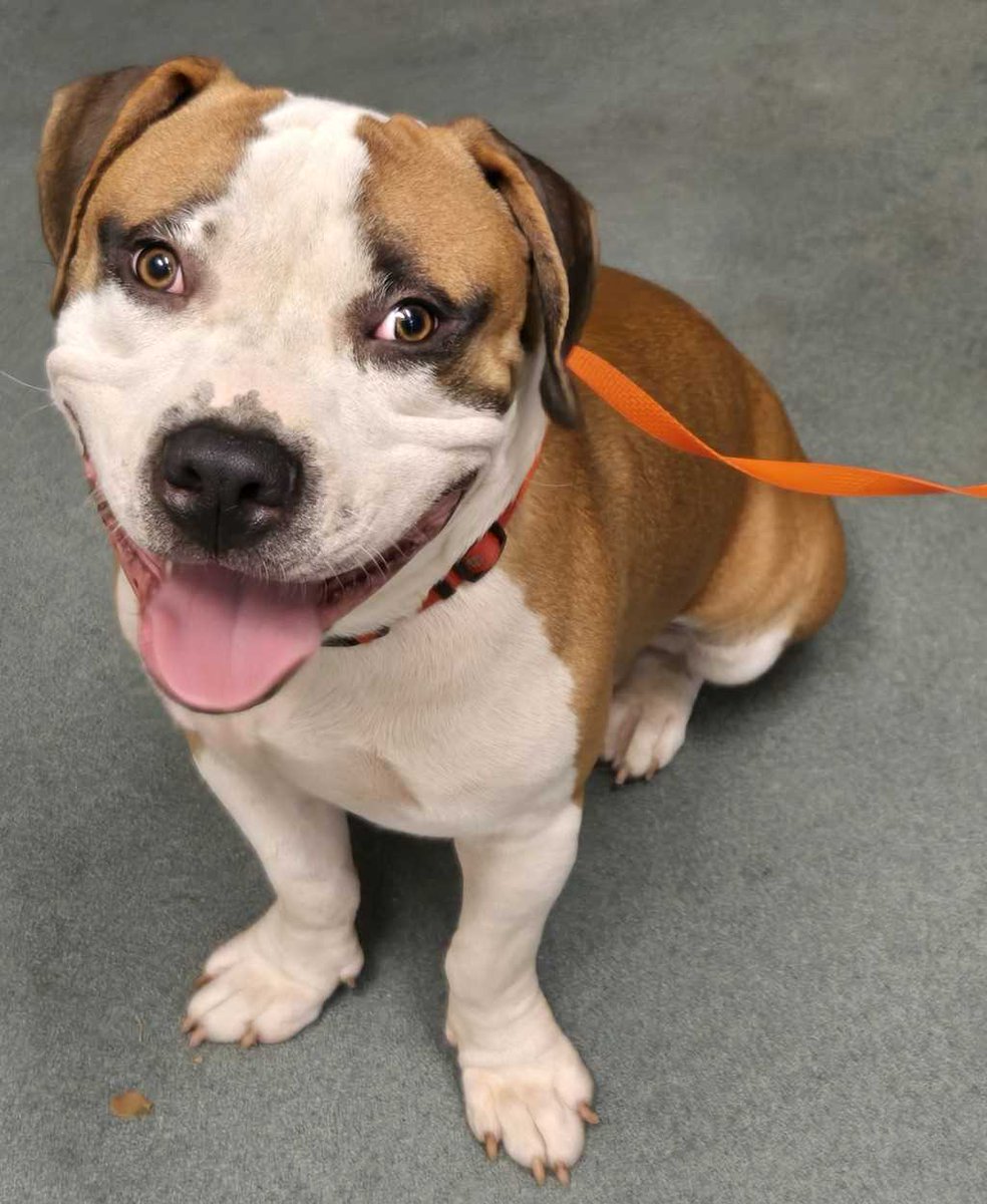 Come met Rover this Sunday from 1pm-4pm at <a href="/tapyardraleigh/">Tap Yard Raleigh</a> ! Rover is a happy go lucky dog who loves to make canine friends. 
facebook.com/events/1431695…

#dogs #raleigh #adoptionevent