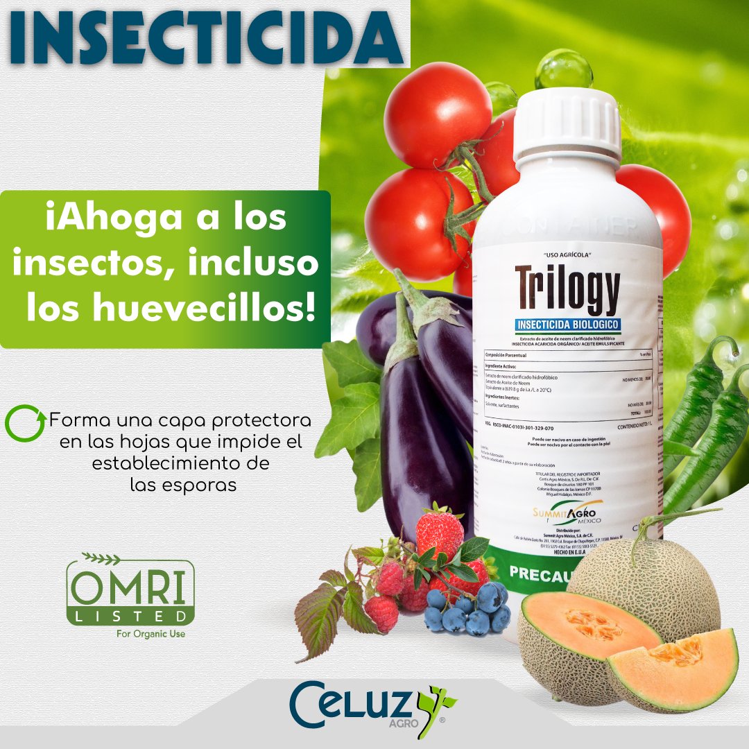 CeluzAgro's tweet photo. TRILOGY®es el Insecticida de contacto que ahoga a los insectos, incluso los huevecillos. Como fungicida forma una capa protectora en las hojas que impide el establecimiento de las esporas, llegando a desecar a aquellas ya establecidas.
.
#CeluzAgro #insecticidas #CultivosSanos https://t.co/ccZ0cMhThe