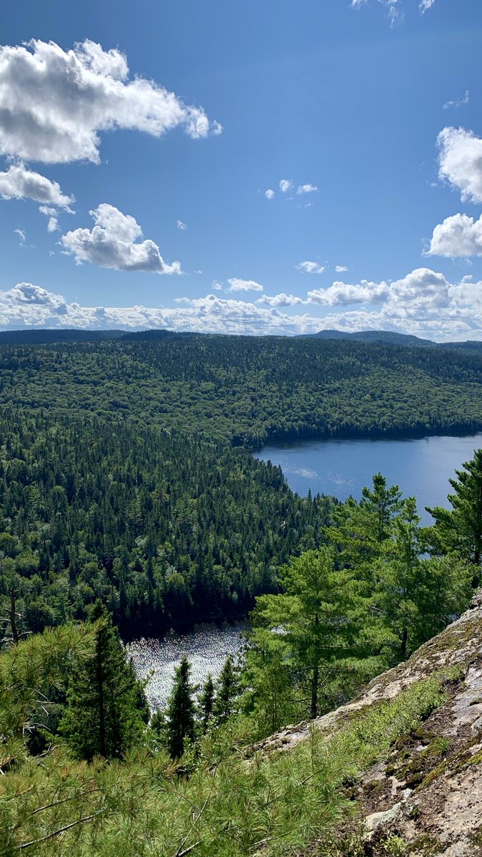 N’🦎 tweet media