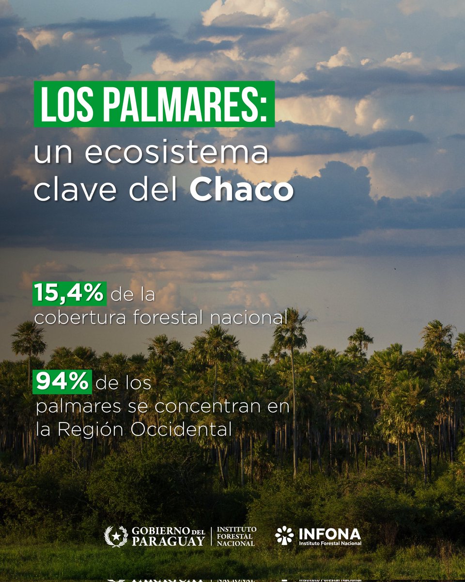 Instituto Forestal Nacional del Paraguay tweet media