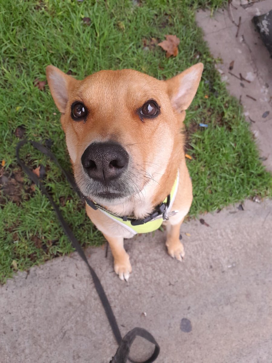 vannessa_a7's tweet photo. @MalditaSummer Canelo ❤️ https://t.co/YOgIQAFQzt