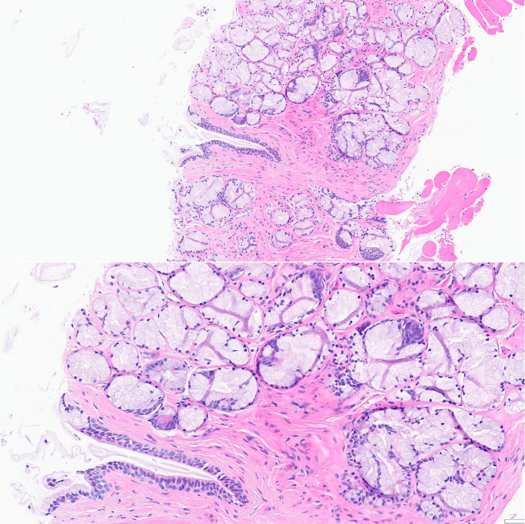 Ankur Sangoi tweet media