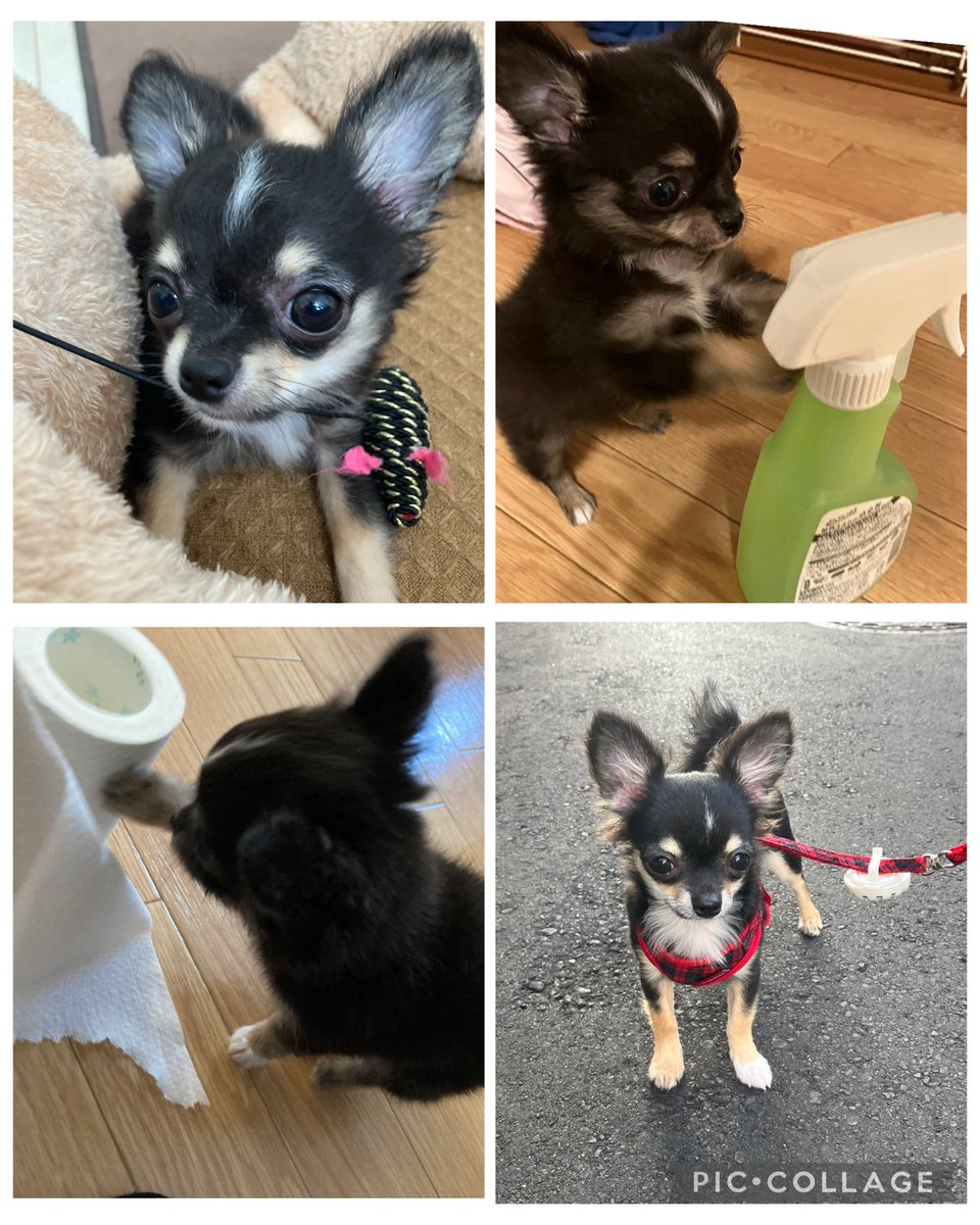 ちびっ子チロルくん(チワワ) tweet media