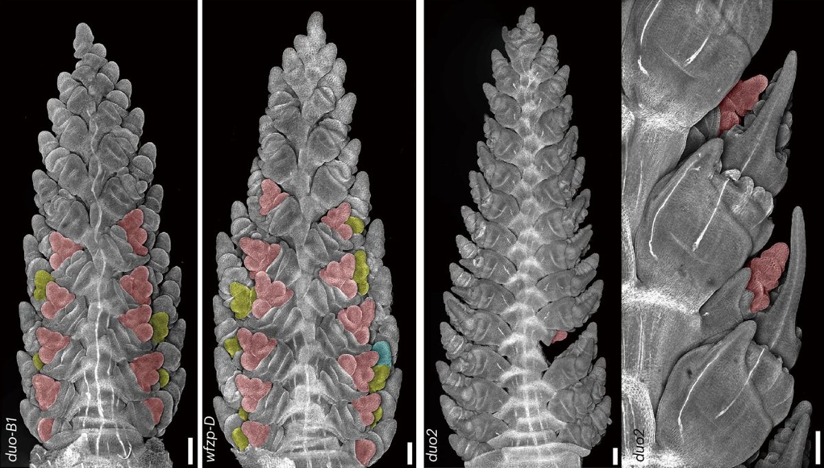Nature Plants tweet media