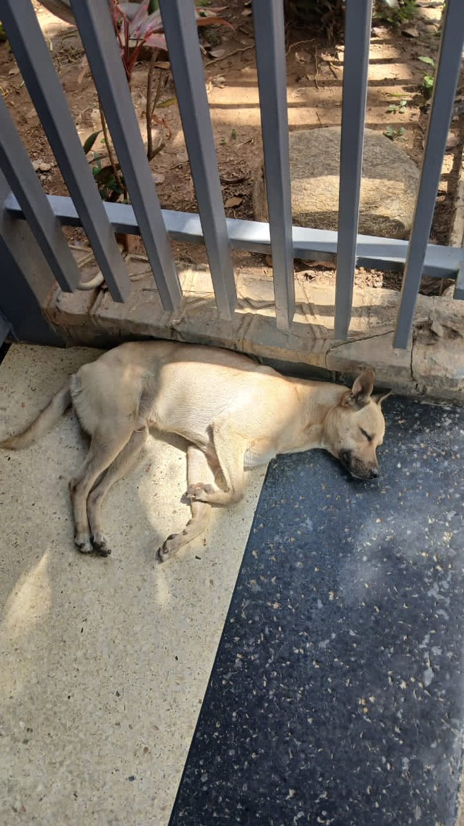 Reenviado . Hola a todos, en la Av. Apure con Av. Atabapo de Los Símbolos detrás de Bimbolandia se encuentra este Perrito abandonado. Los vecinos de la zona quiere ubicar un hogar para él, si conocen a alguien que quiera adoptar. Gracias.🐾🐶💔😔🙏