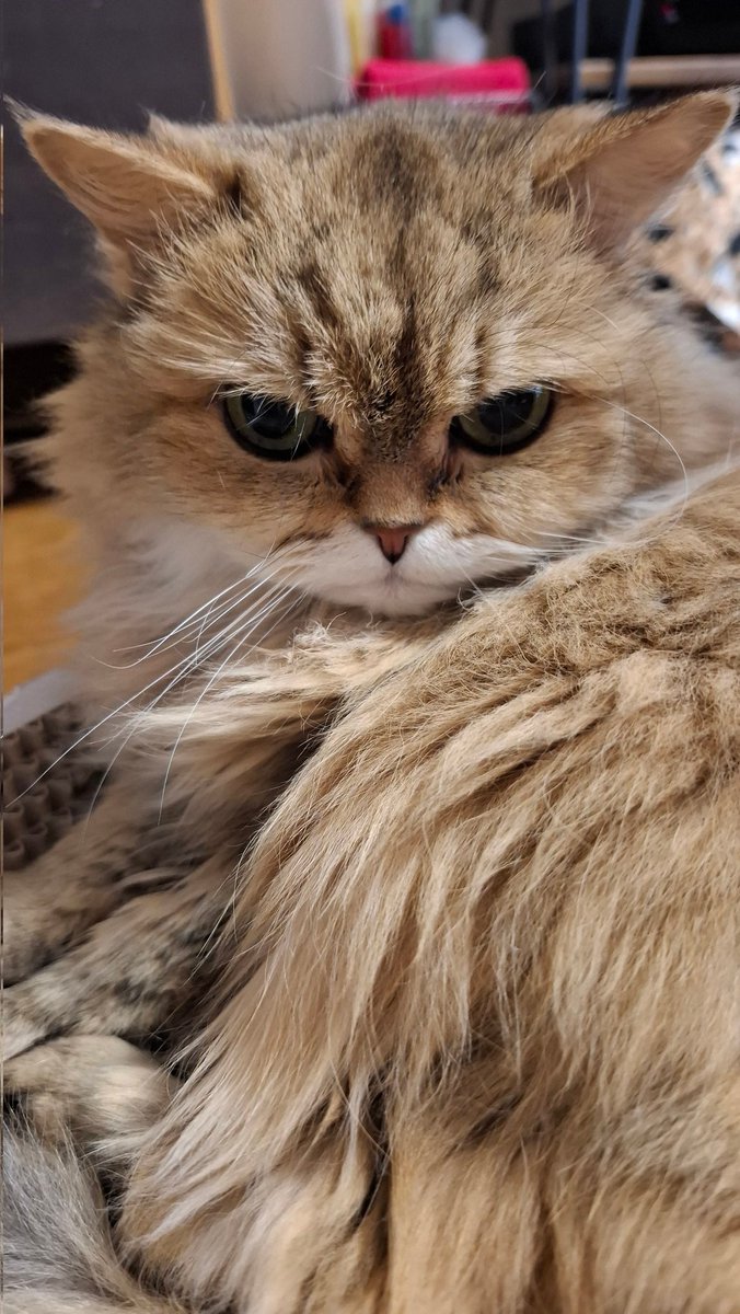 おはにょ☁️
ボサボサのあたち💬
今日はジェイソンの日にゃって
ママが若い人は
知らないだろぉなぁって
て事はママは
若くないってこと🙀