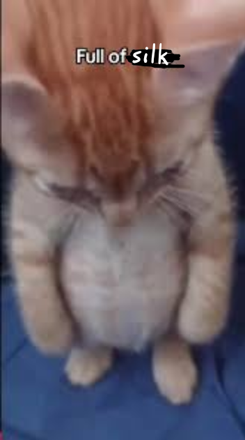 Mememellow 🍥 tweet media