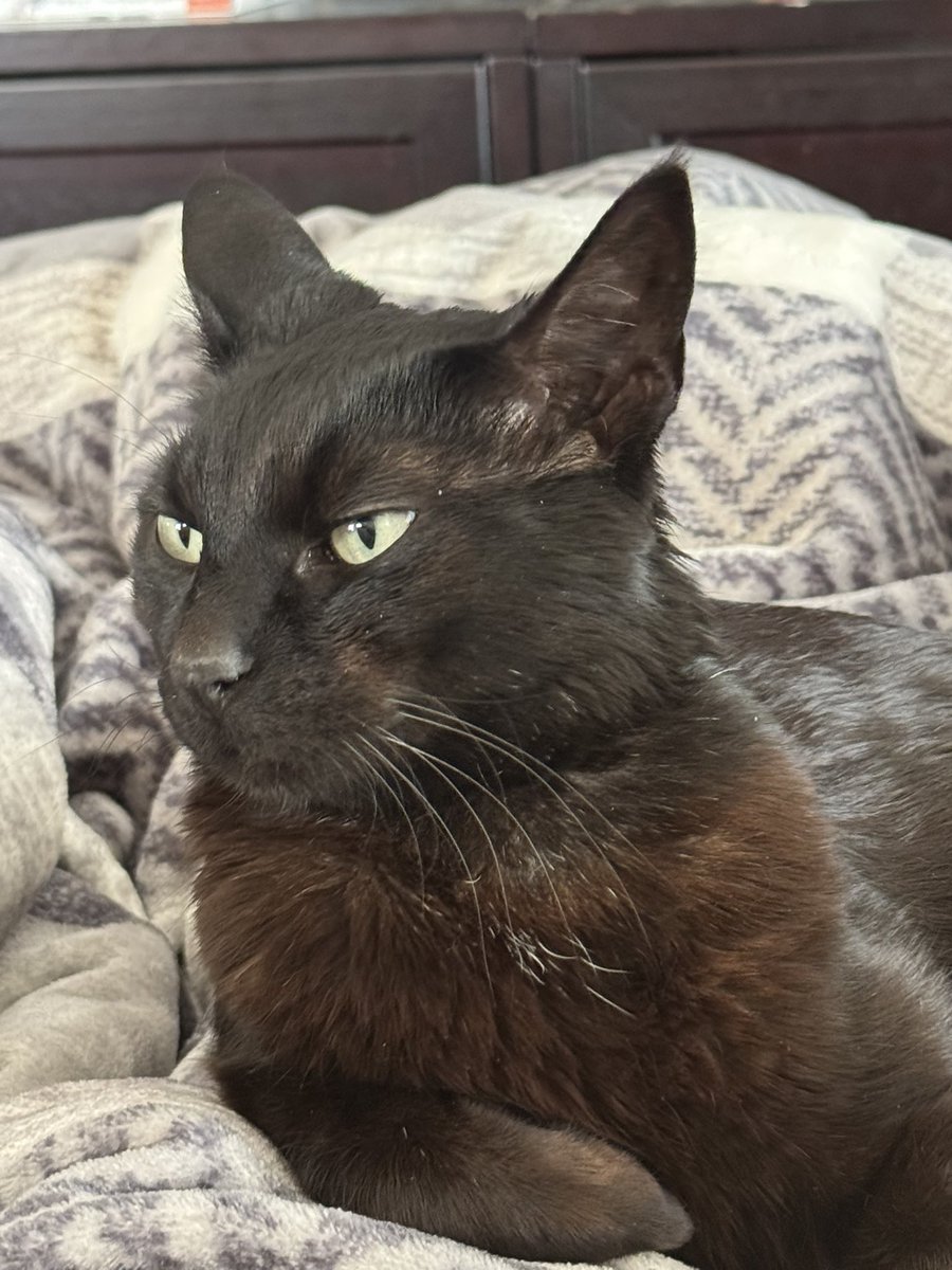 Drew McCaffrey tweet media