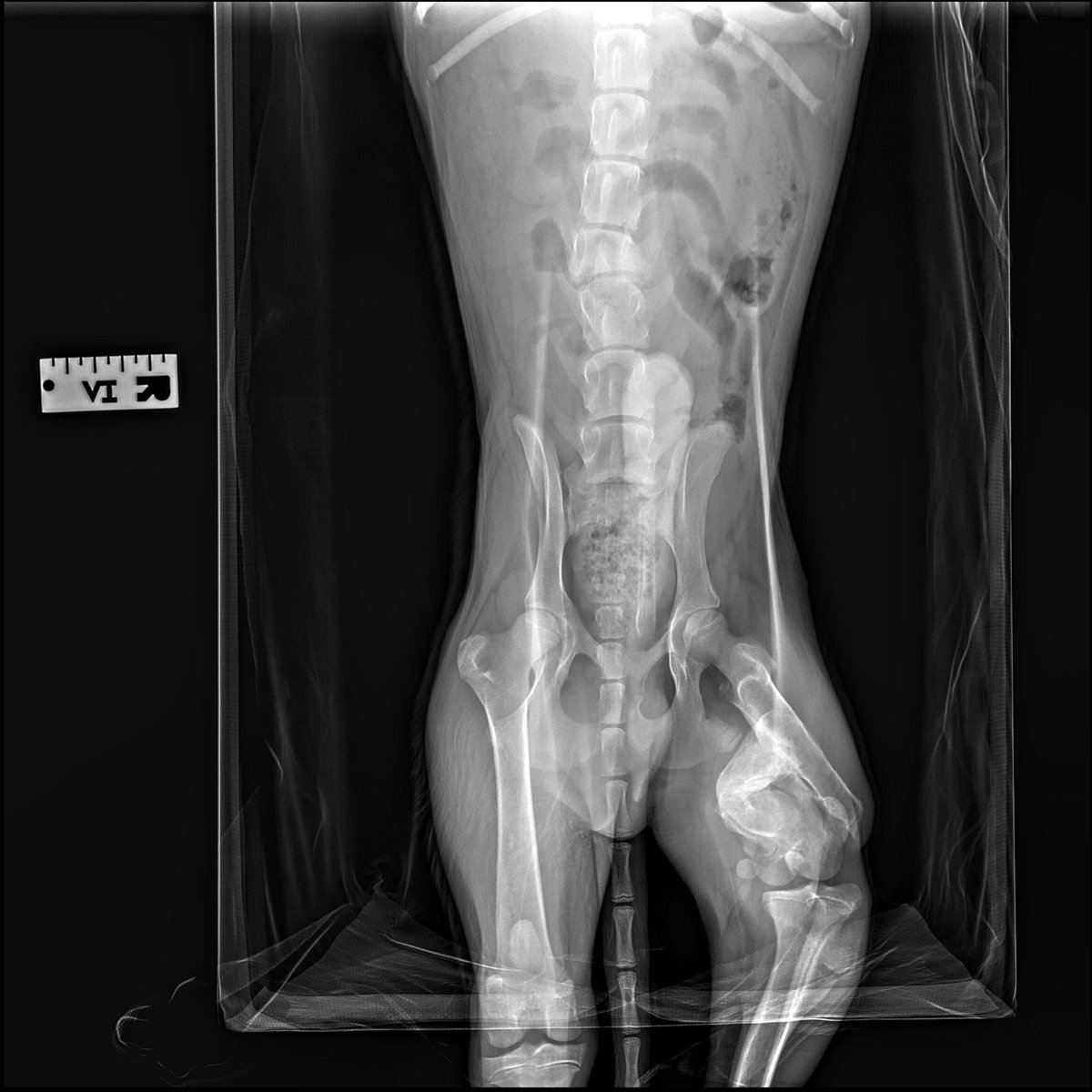 South Texas Animal Rescue Group, AKA STAR Group tweet media