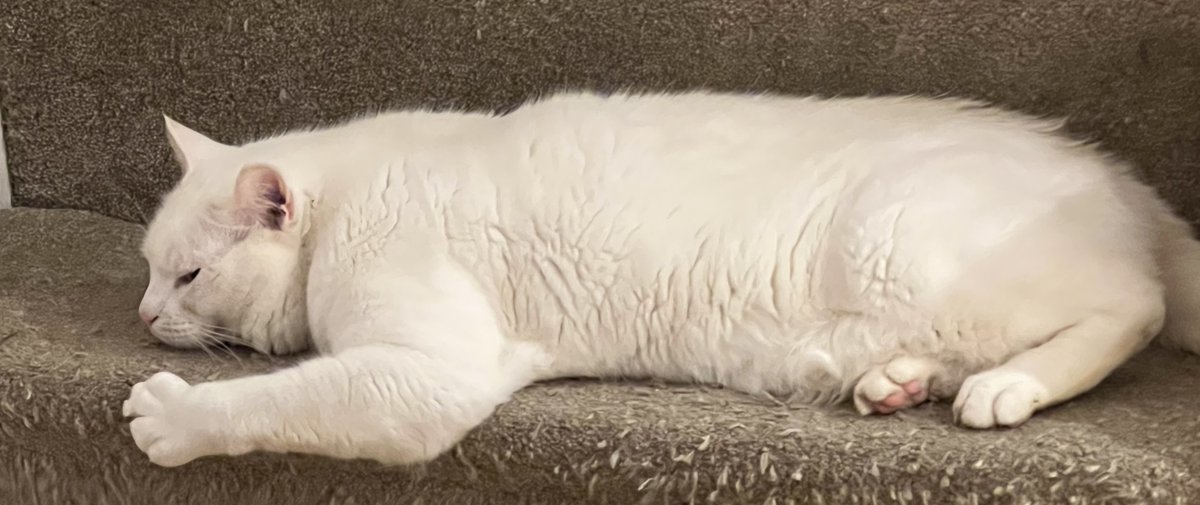 🕷️🌈🏳️‍⚧️MadCatLadyJules tweet media