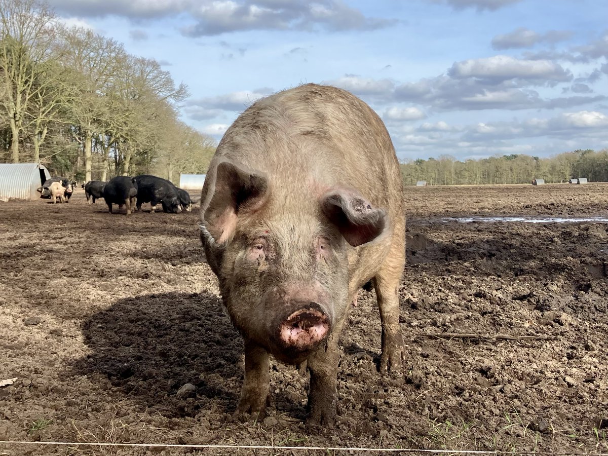 Nick Ottens tweet media