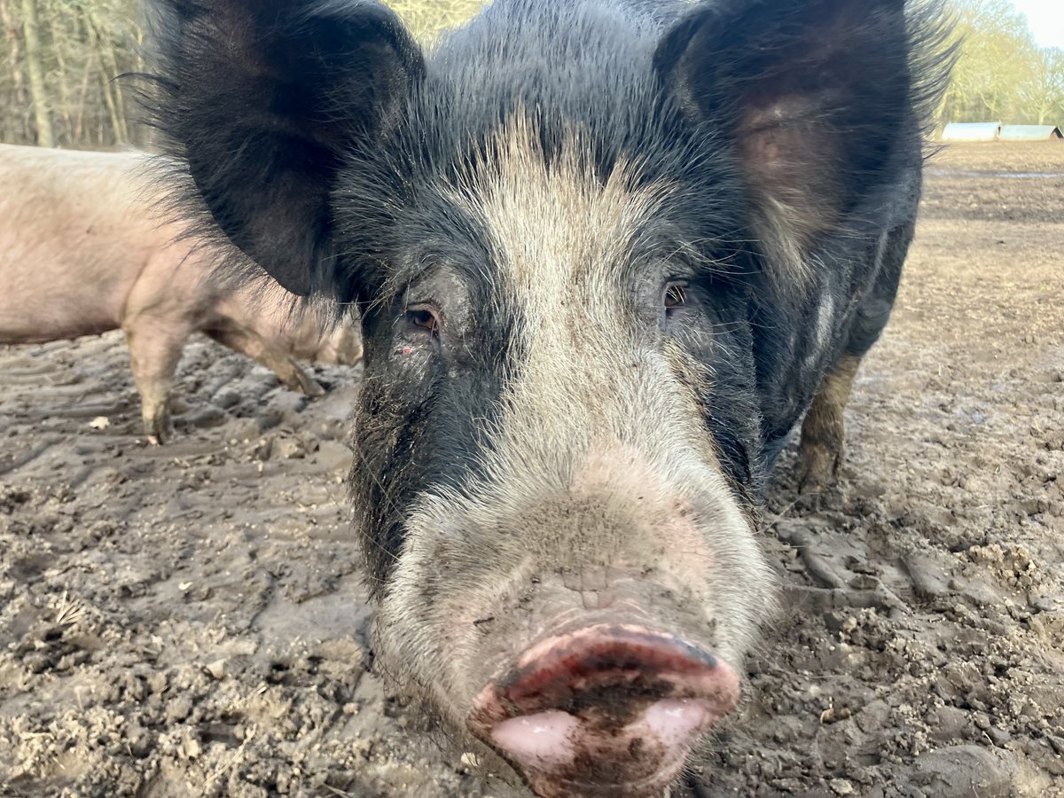 Nick Ottens tweet media