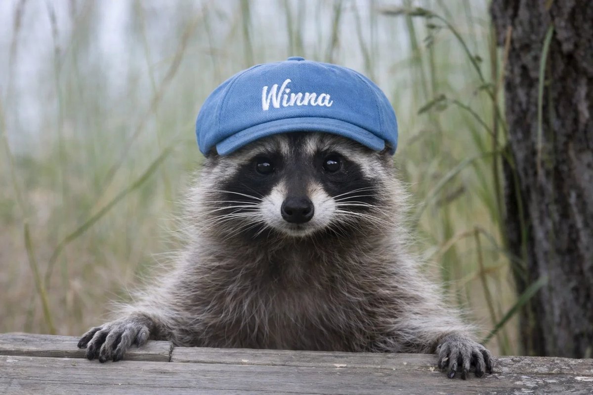 Winna.com tweet media