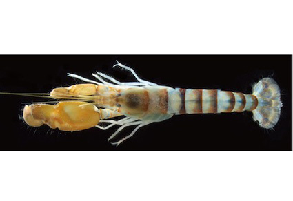 Zootaxa updates tweet media