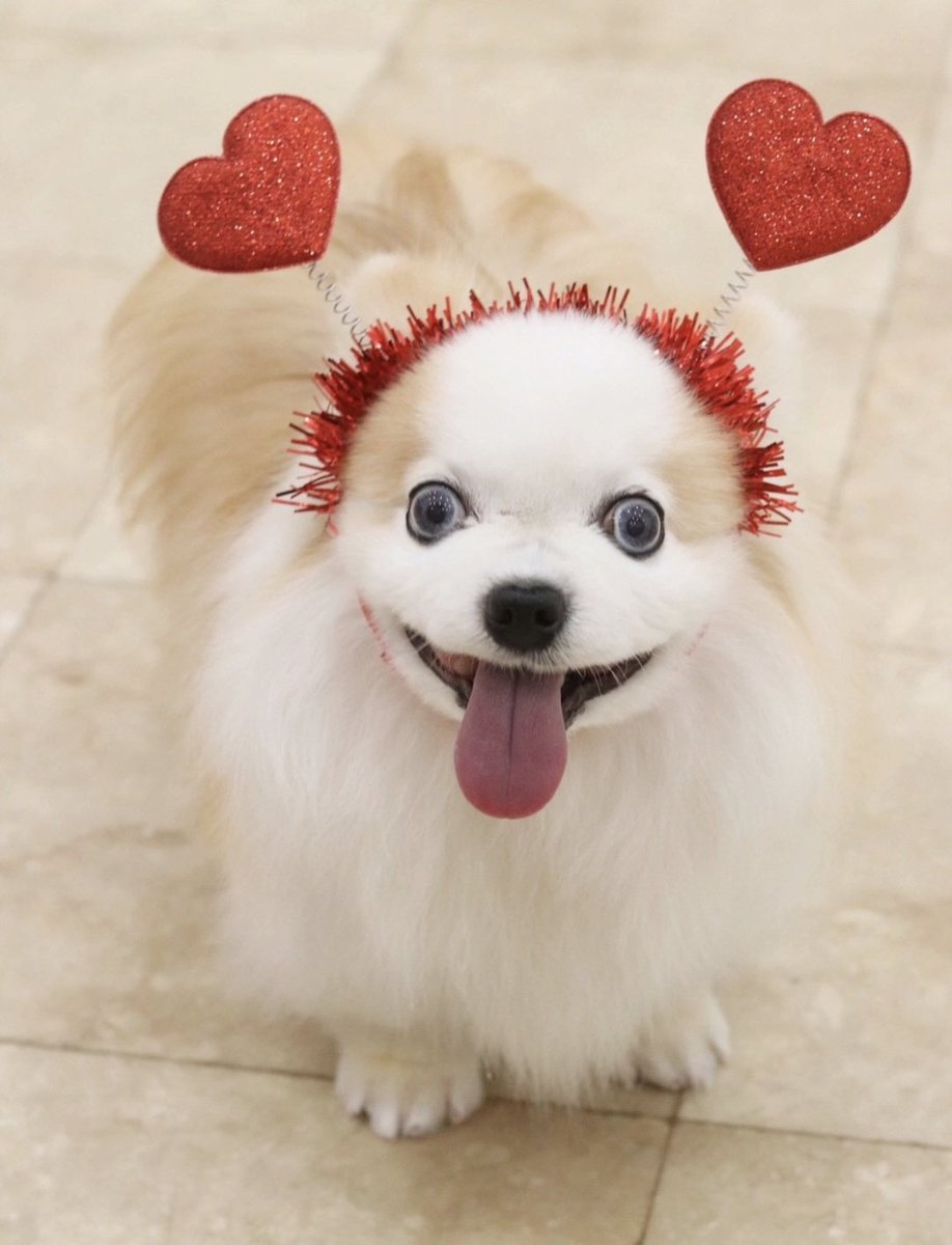 SBoowoo's tweet photo. この前のお手入れの時のお写真!
いちごニットのカラーかわいい🍓
ケーキおいしそねー
ノリノリねー😁
ハートびよびよ星人❣️❣️(笑)
#miracleplus https://t.co/Dv65Bm5etX