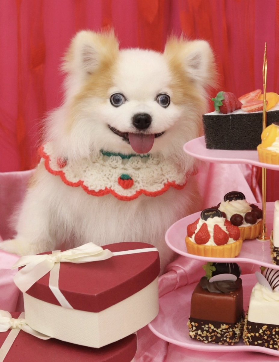 SBoowoo's tweet photo. この前のお手入れの時のお写真!
いちごニットのカラーかわいい🍓
ケーキおいしそねー
ノリノリねー😁
ハートびよびよ星人❣️❣️(笑)
#miracleplus https://t.co/Dv65Bm5etX