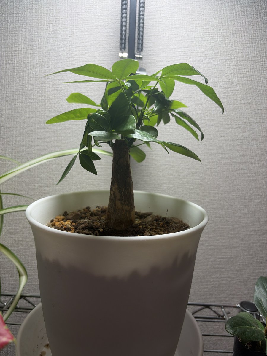 FUKUIKUplants's tweet photo. パキラ
150形ライトで育成中
目標樹冠込み150cm
今も低木樹冠で可愛いけどね
 #観葉植物
 #パキラ
 #観葉植物のある暮らし https://t.co/xYB4RFOrxT