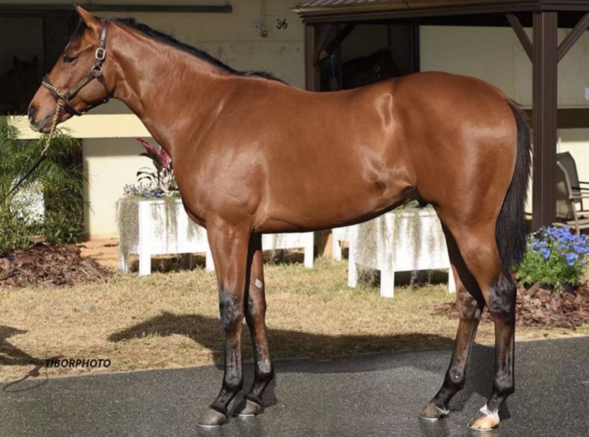 يُونس بنّ علي آل نمر🐎. tweet media