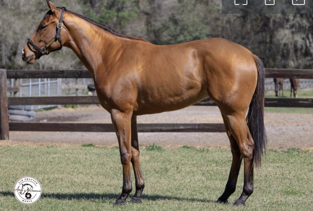 يُونس بنّ علي آل نمر🐎. tweet media