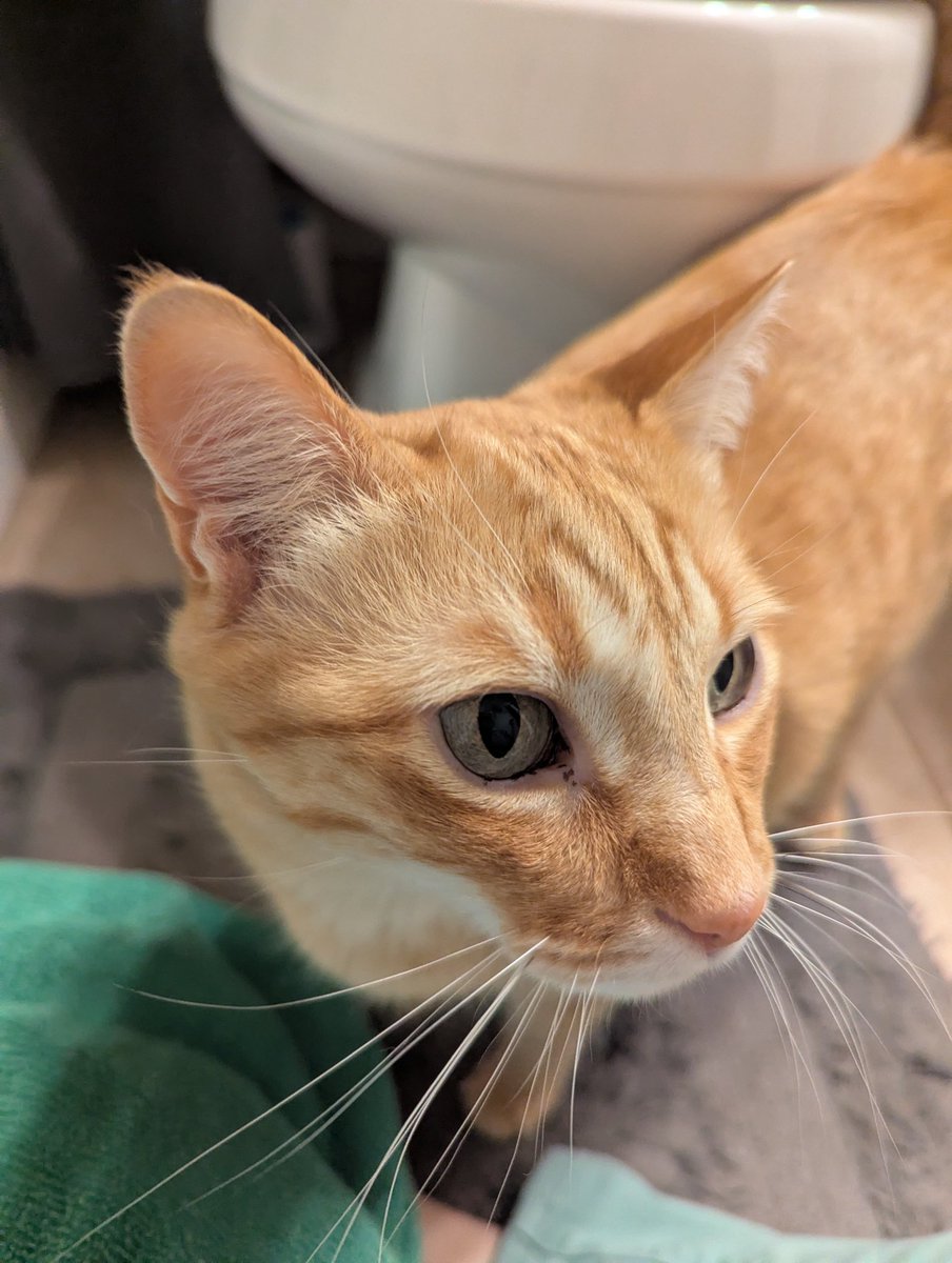 Jack the Cat 🧡🖤 tweet media