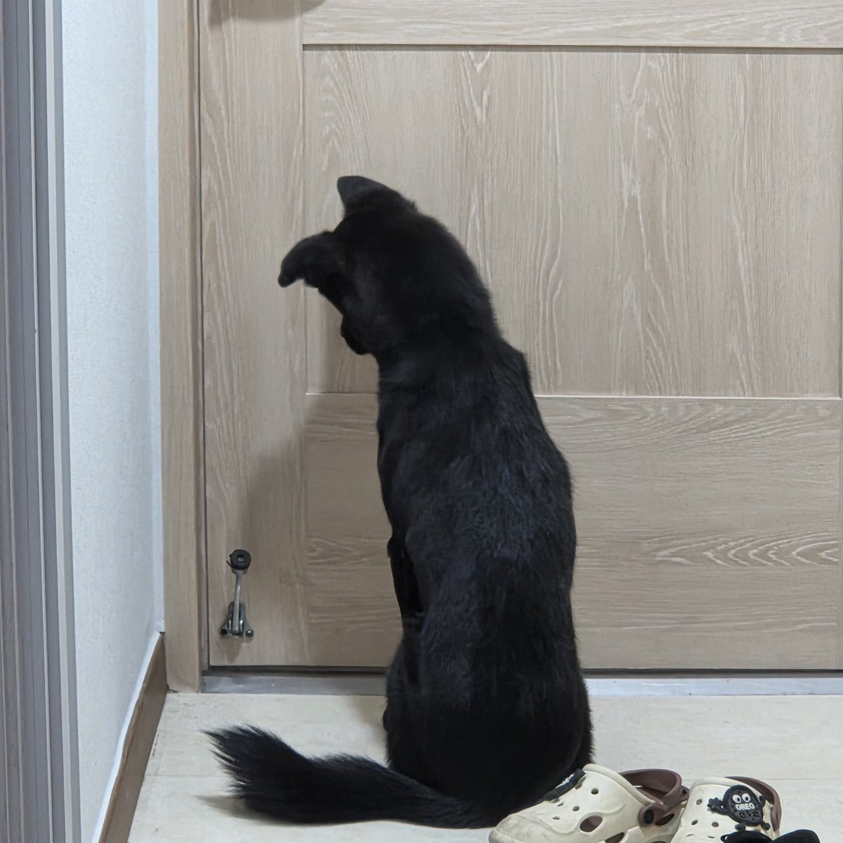 매주 요구르트 배달해주실때마다 문고리에 걸어놓고 가시면 안에서 이러고 있음ㅋㅋㅋㅋㅋㅠㅠㅠ