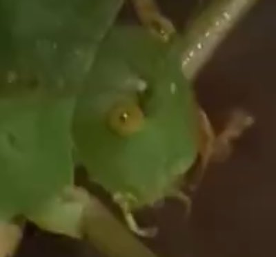 🪶 𒉭 Ethical Scientist 𓆣 🍸 tweet media