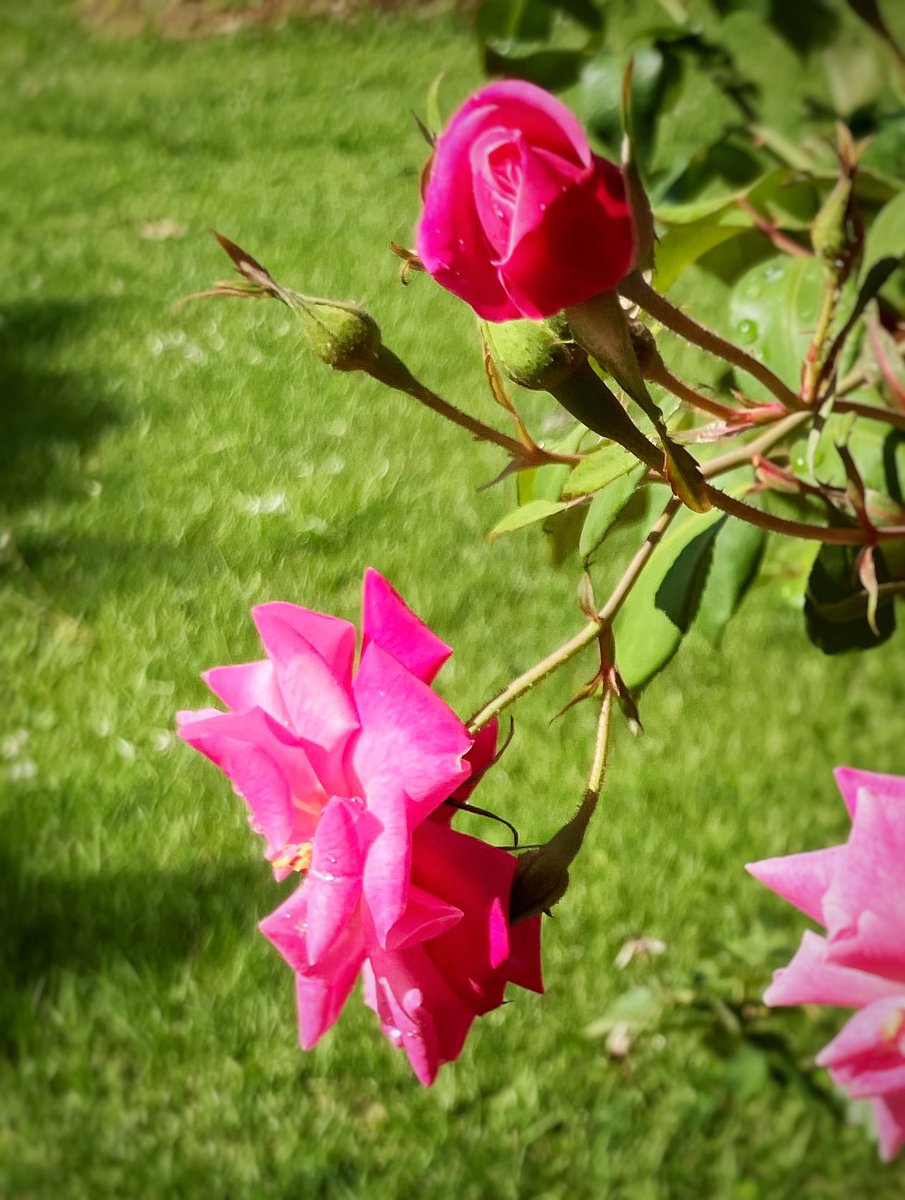 #iphoneonly #snapseededit #naturaleza #rosas #roses