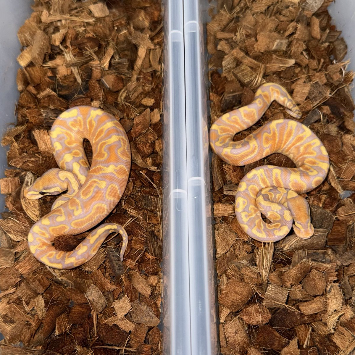 06shockwave tweet media