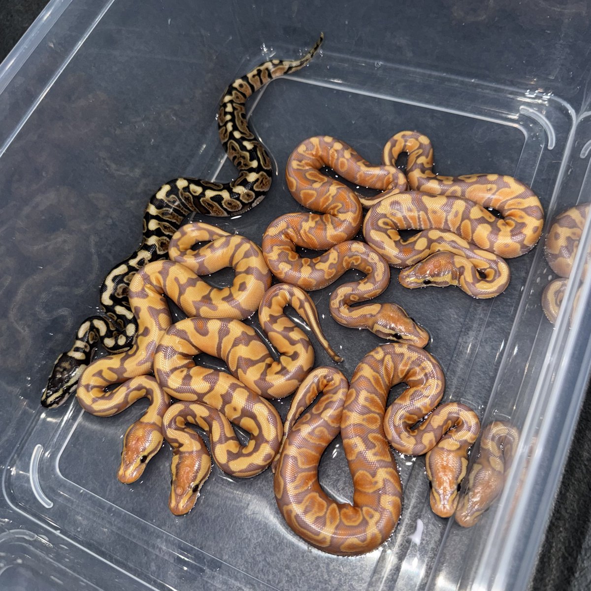 06shockwave tweet media