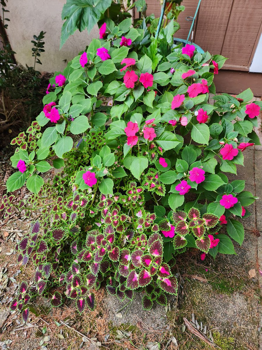 🌱 Shannon Walsh 🦋🦋🦋 tweet media