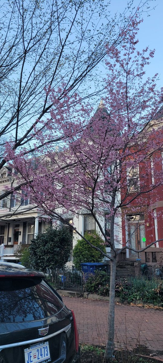 Susan Timoney tweet media