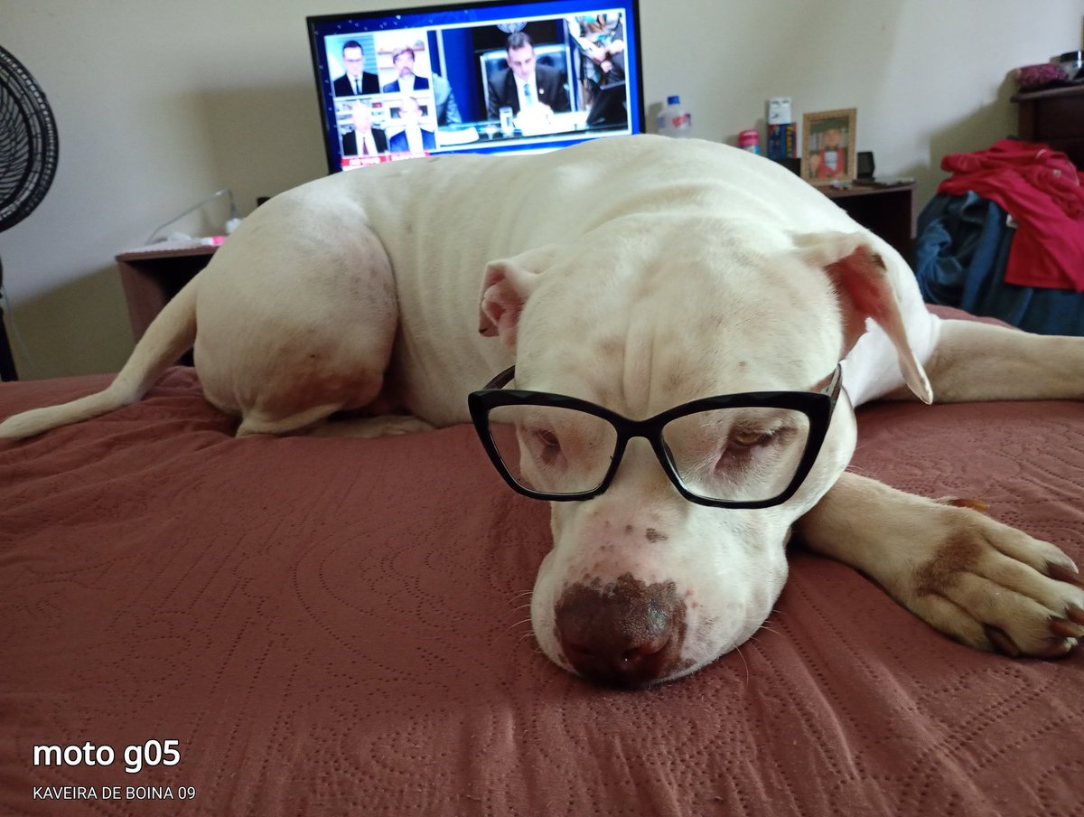 BOA NOITE A TODOS 👮🫡😍 FAZENDO UMA FAXINA AQUI NO X.
DEIXANDO DE SEGUIR MAIS DE 400 QUE SO QUEREM SER SEGUIDOS.
TUDO SOB OS OLHARES ATENTOS DA SASHA. 🐶😍👮