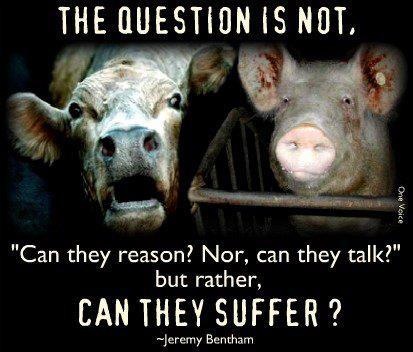 veganfuture's tweet photo. The question is not 'can they reason', nor 'can they talk' but 'Can They Suffer' - Jeremy Bentham https://t.co/l8OjZJCES2