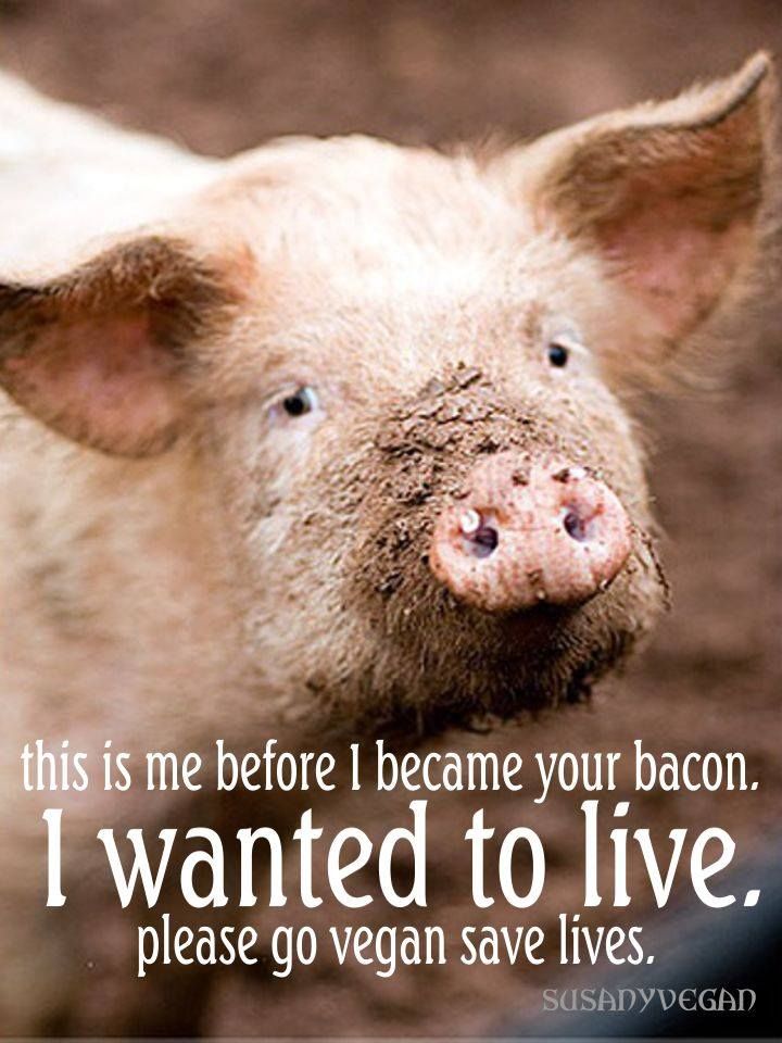 Vegan Future tweet media