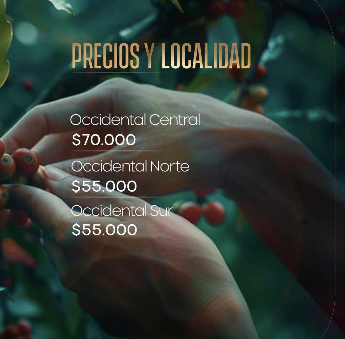 Samuel Duque tweet media